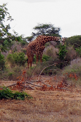 Kenia (342)